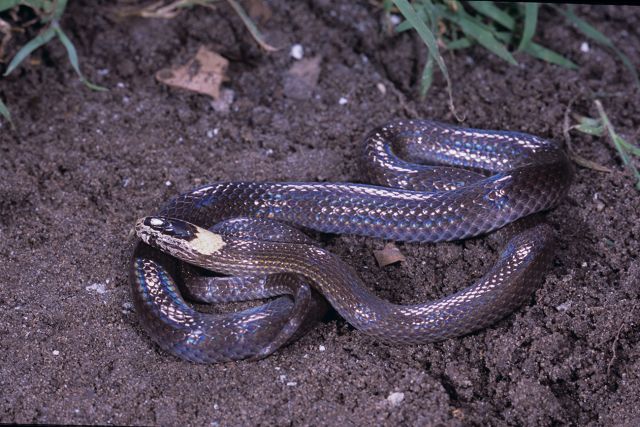 Snakes of the Cairns region | Environment | Department of the ...